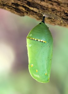 Monarch_Butterfly_Cocoon_6708