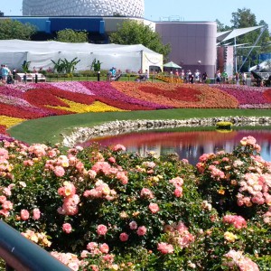 picture 4 Roses at Disney World